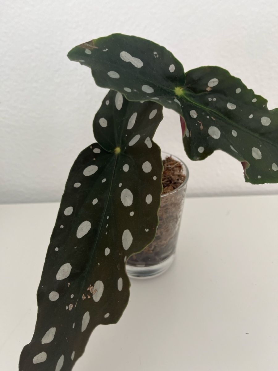 Plantes & graines: Begonia maculata  – D'occasion à geroldswil par Mimisa 1