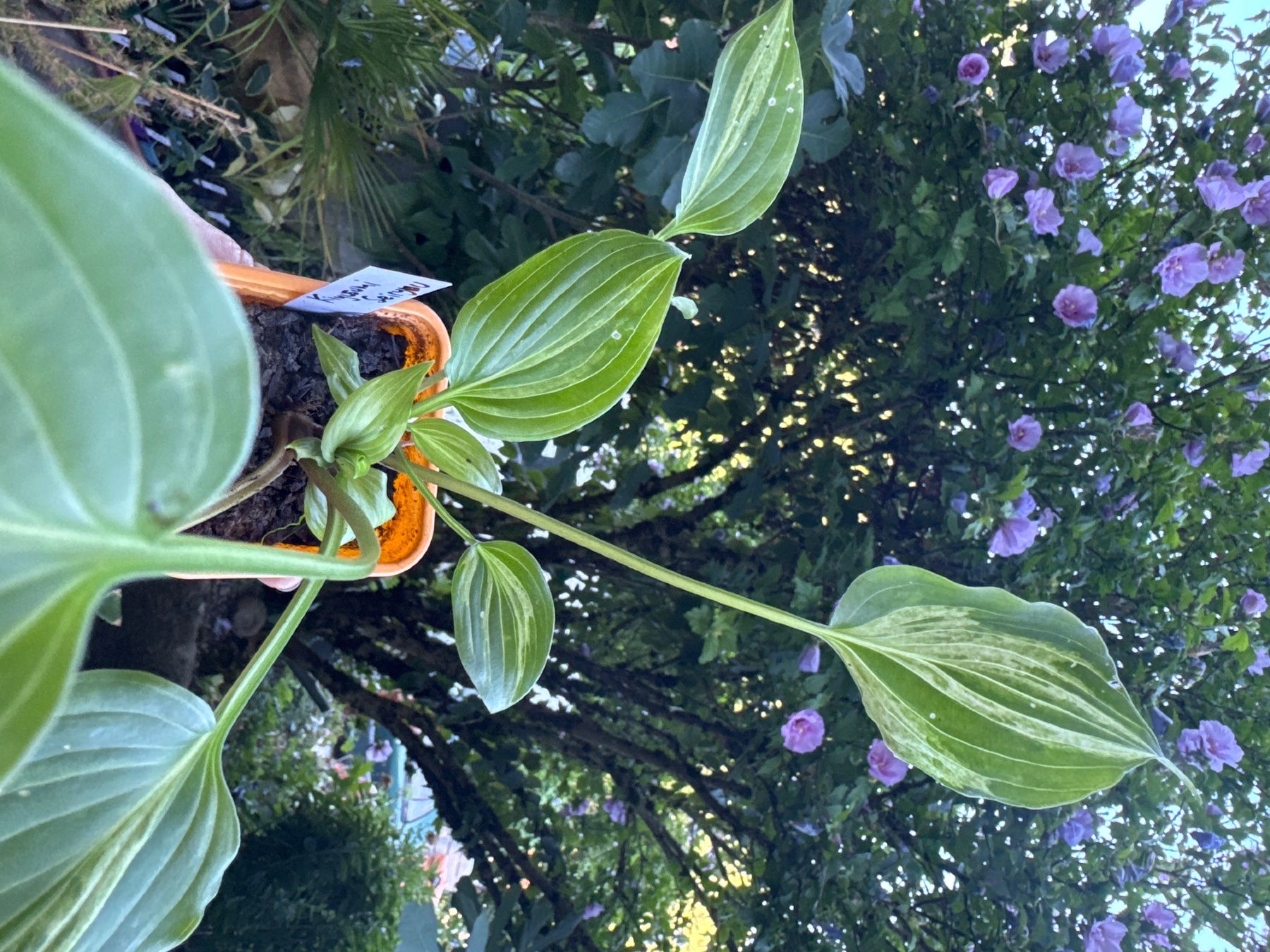 Piante & sementi: Hosta kiyosumi seiryu – Usato da Lajoux JU venduto da Briard0 2