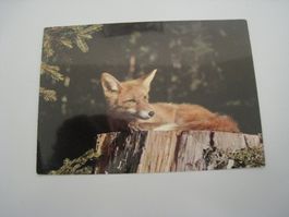 Fuchs  1.12.1966   top Stempelungen