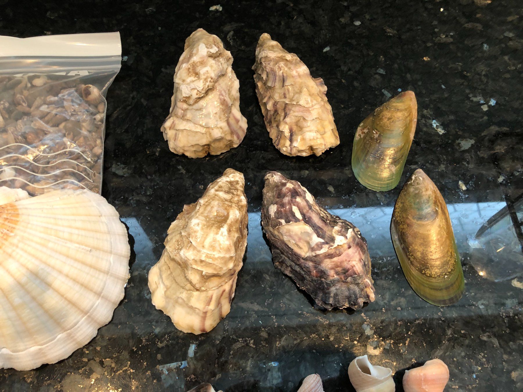 Fossili: Diverse schöne Mscheln – Usato da Rüti ZH venduto da Jasna89 3