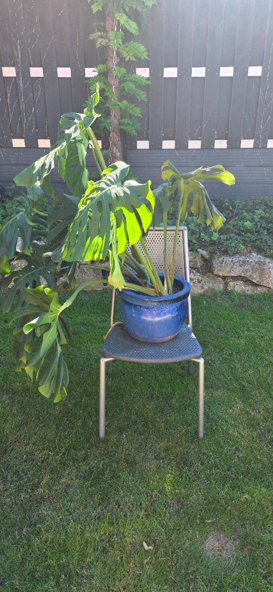 Piante & sementi: Zimmerpflanze Monstera – Usato da Oberwil BL venduto da mst65 2