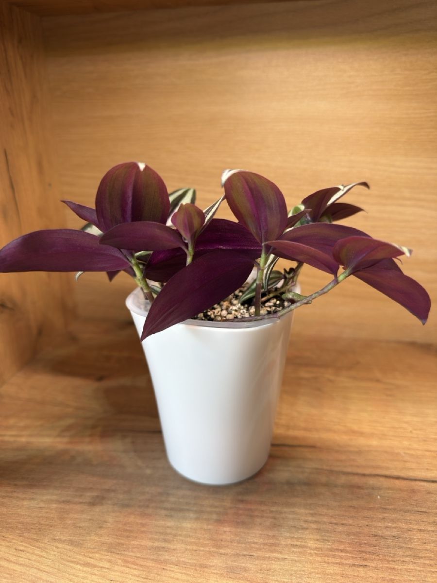 Piante & sementi: Tradescantia Zebrina – Nuovo e nell'imballaggio originale da Basel venduto da tamy90 3