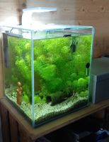 Aquarium Glaswürfel 30 Liter mit LED Beleuchtung