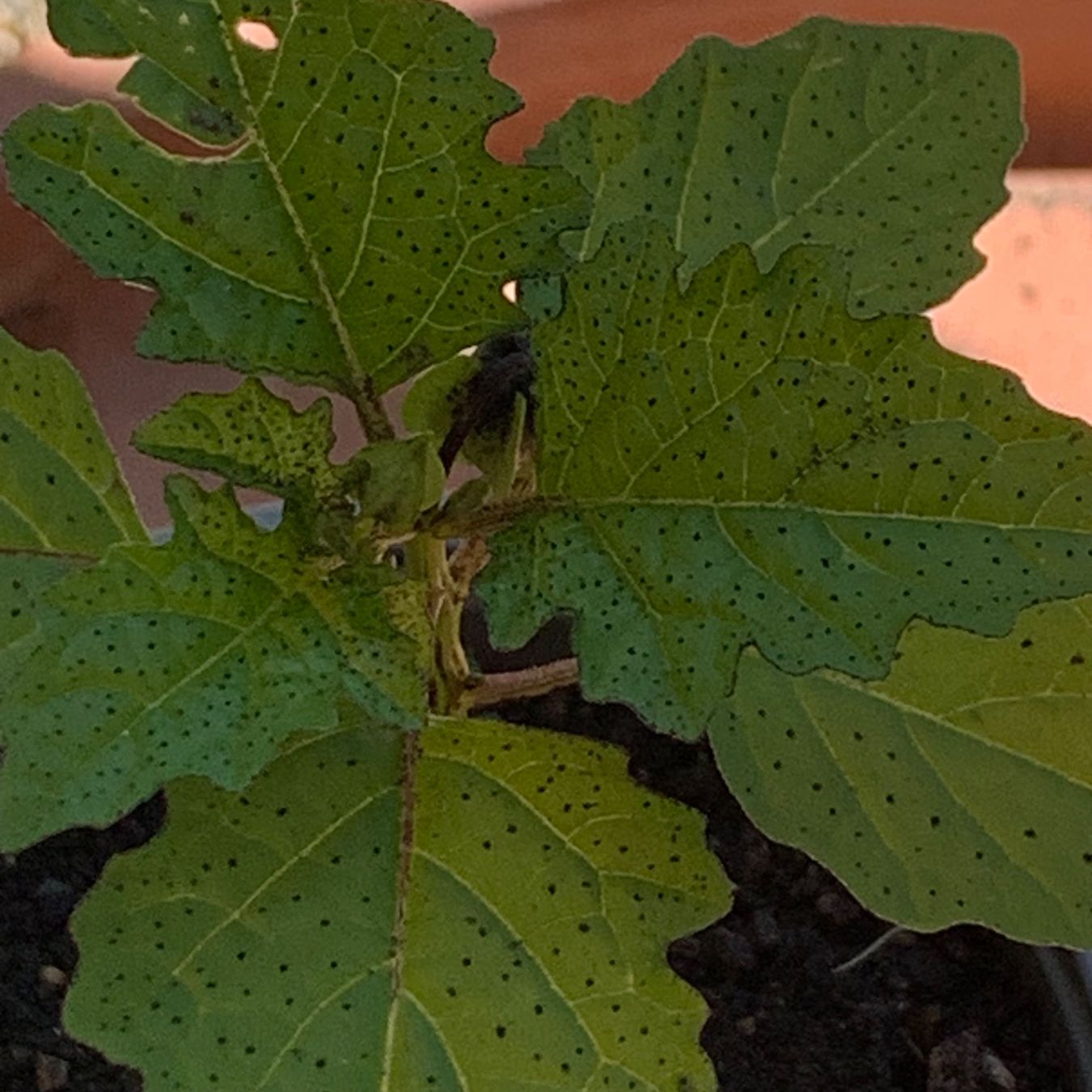 Piante & sementi: GIFTBEERE (Nicandra physalodes) Pflanze – Nuovo (secondo la descrizione) da Hinteregg venduto da ERFOLG78 2
