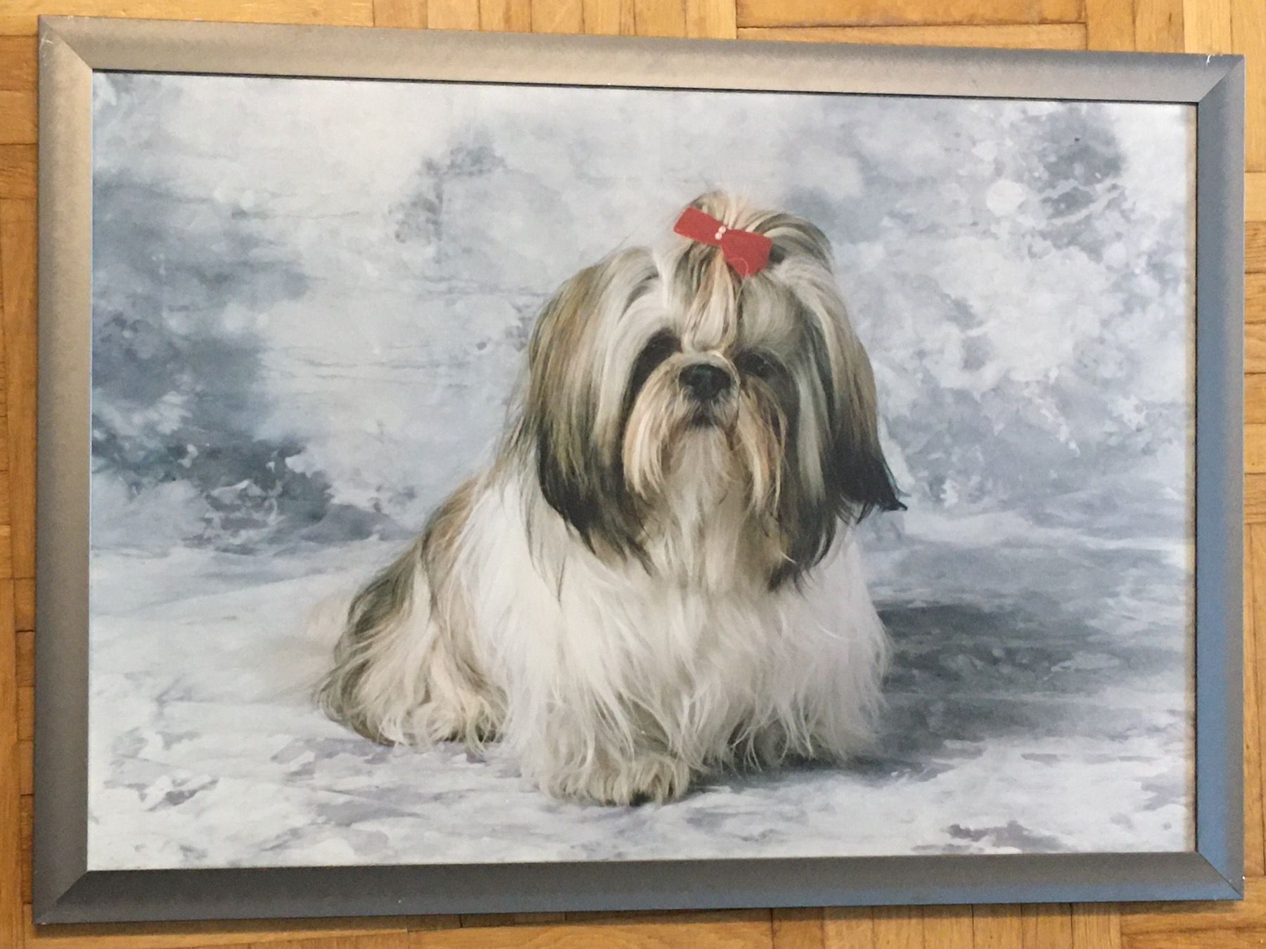 Foto & Immagini: Hunde - Bilder – Usato da Wangen b. Olten venduto da Finolino28 1
