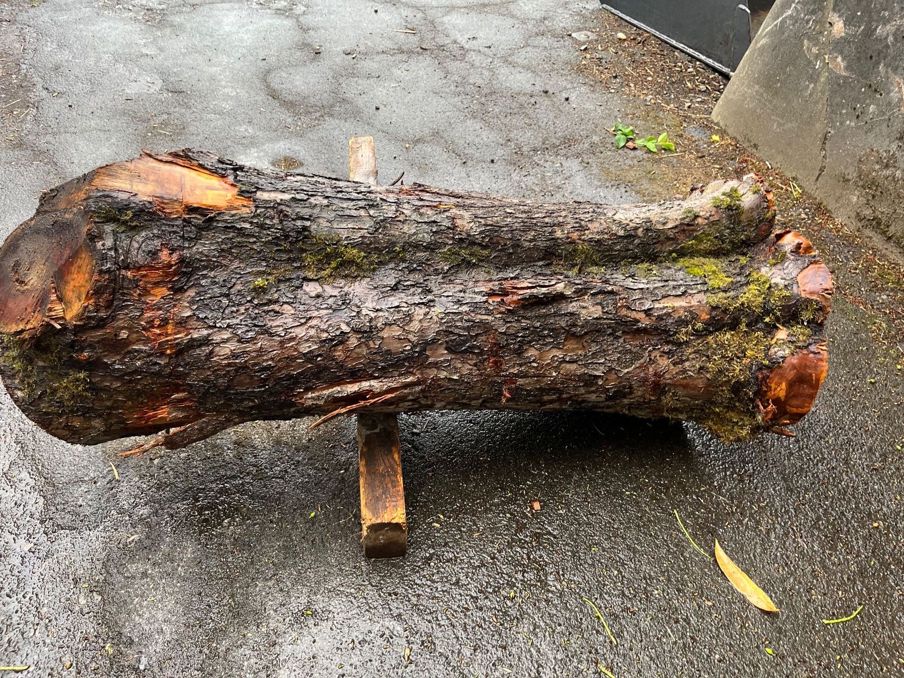 Holzartikel: Apfelbaumstamm – Neu (gemäss Beschreibung) aus Nürensdorf von Peterhakab