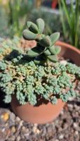 Sedum Dasyphyllum "Blue Tears"💧+Delosperma leehmanii
