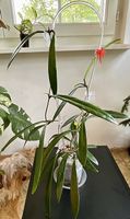 Hoya cf. revolubilis