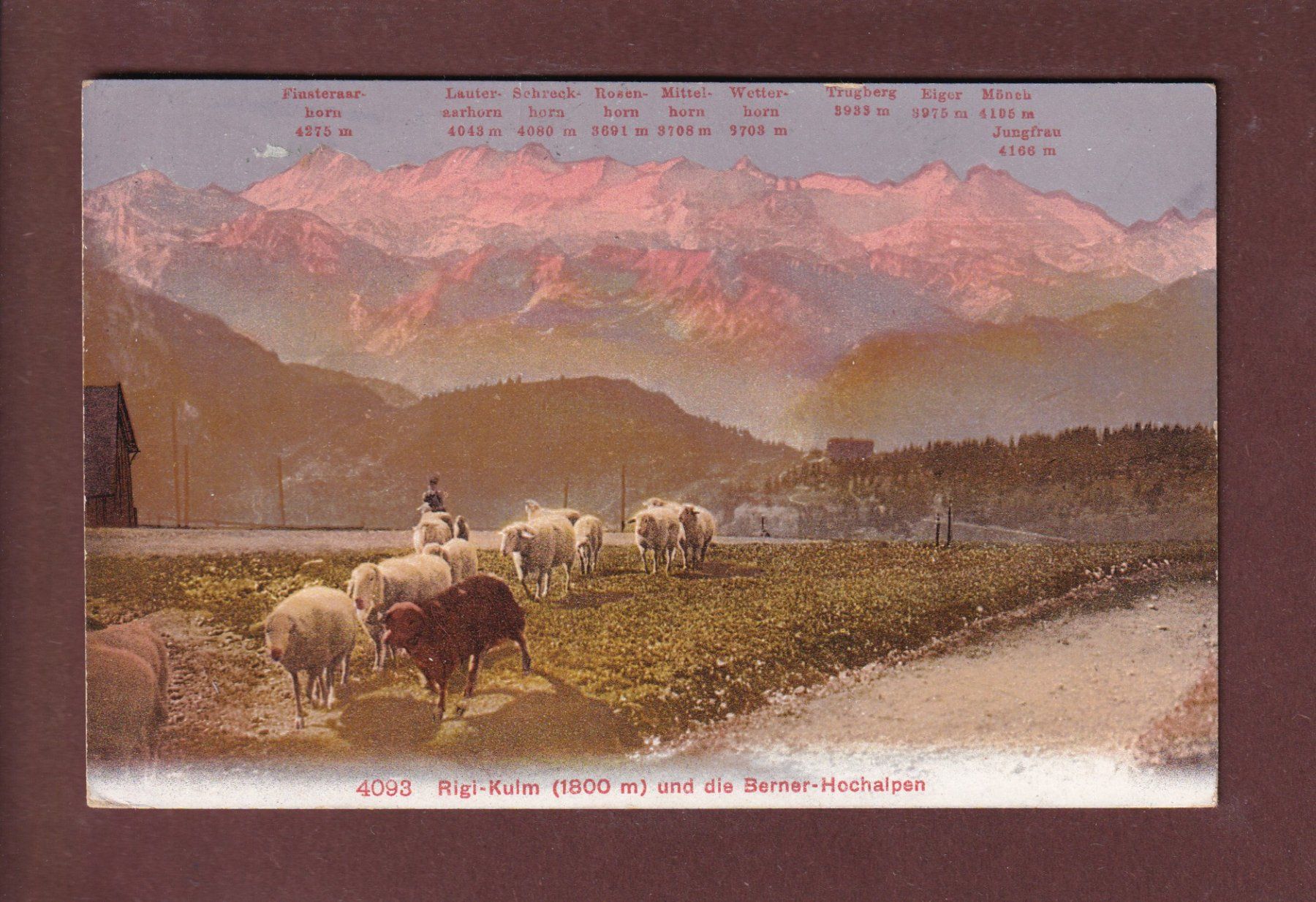 Cartoline postali: RIGI-KULM - Schafherde - 1908 – Usato da Pully venduto da nicecards