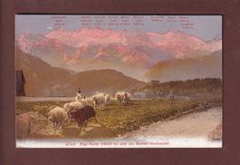 RIGI-KULM - Schafherde - 1908