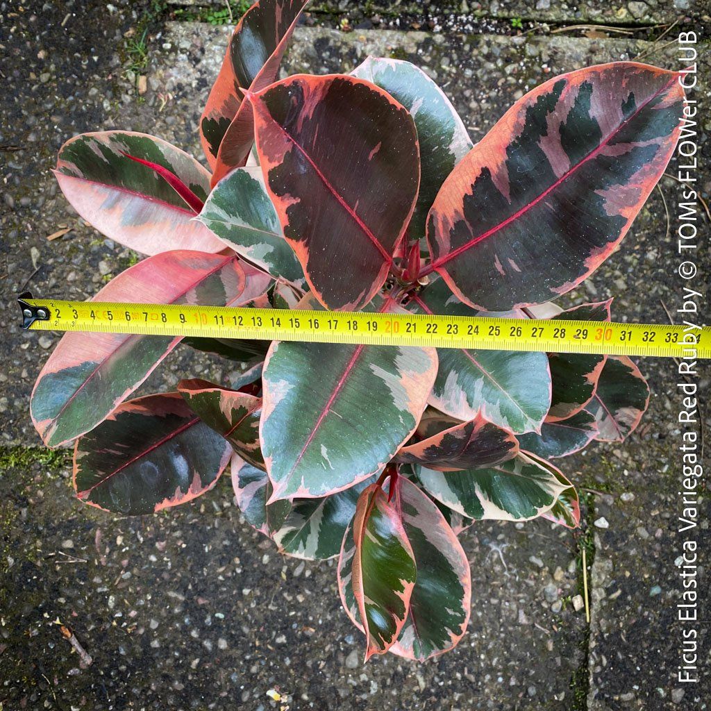 Piante & sementi: Ficus Elastica Variegata Red Ruby mehrfach verzweigter Baum – Nuovo e nell'imballaggio originale da Adliswil venduto da astom369 1