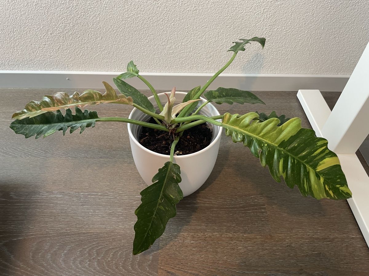 Piante & sementi: Philodendron ring of fire plant with pot – Usato da Uster venduto da momogarden 2