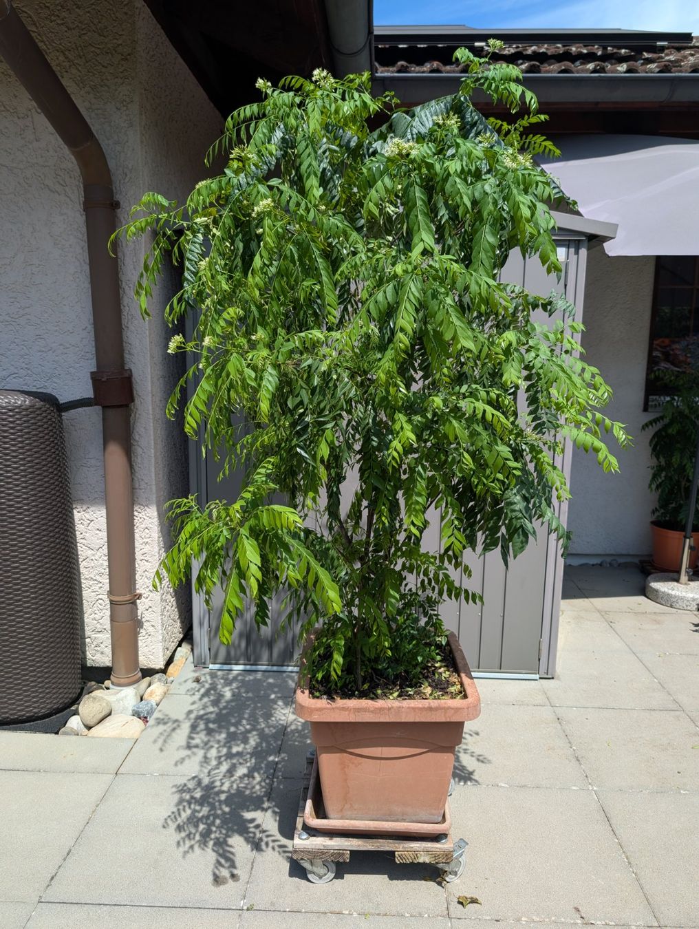 Piante & sementi: Curry-Baum – Usato da Aarburg venduto da Dka