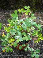 Oxalis Spiralis Vulcanicola Nordlys - weisse Variegata
