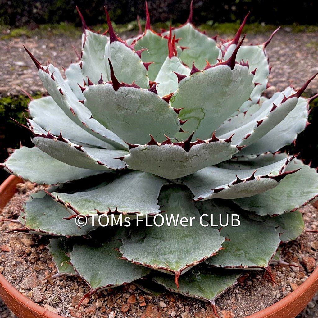 Piante & sementi: Agave Potatorum Kichiokan Ø 20cm – Nuovo e nell'imballaggio originale da Adliswil venduto da asTOMas963 3