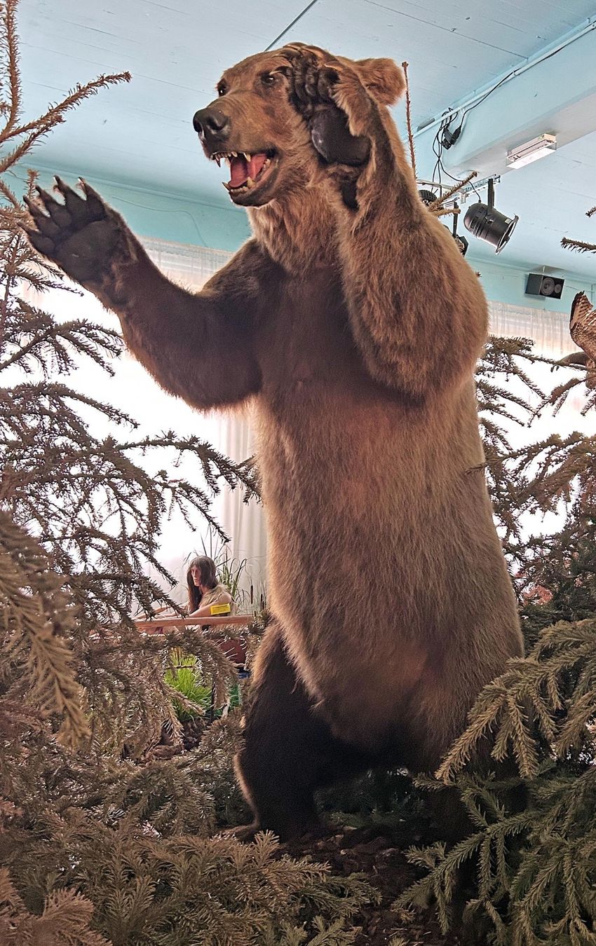 Il mondo degli animali: Wildtier – Usato da Bäretswil venduto da robsonantik 2