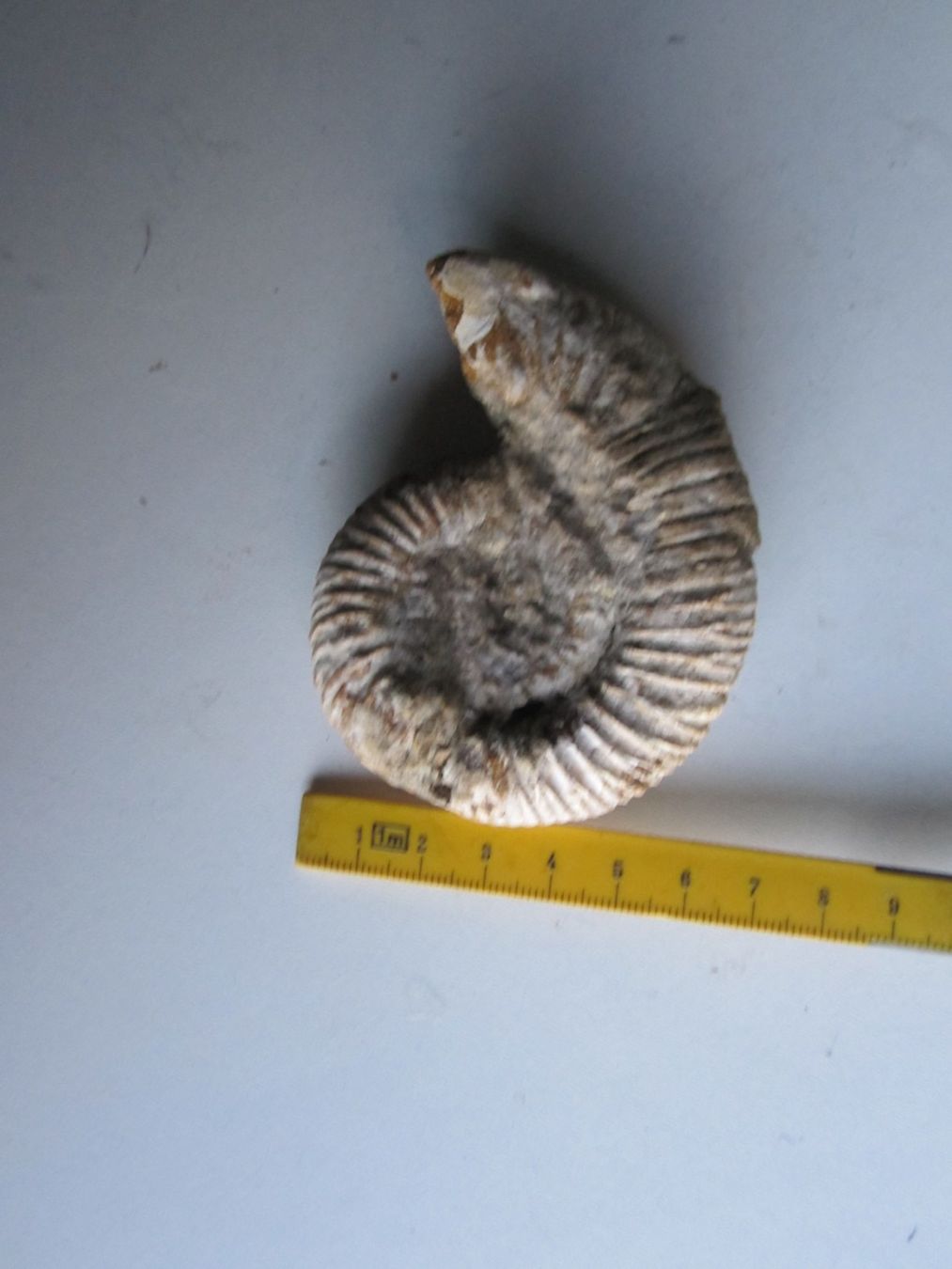 Fossili: Ammonite 2 – Nuovo (secondo la descrizione) da Weier im Emmental venduto da waefler03 2