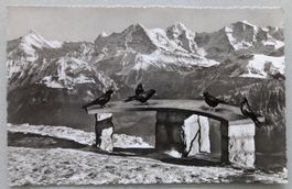 Beatenberg, Niederhorn 1950 m ü.M.