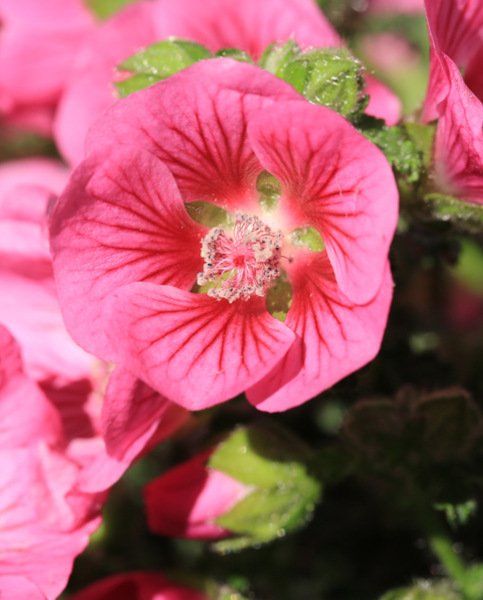 Piante & sementi: Anisodontea capensis   3 PLANTES – Nuovo (secondo la descrizione) da Bremblens venduto da FIBONACCI369