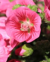Anisodontea capensis   3 PLANTES