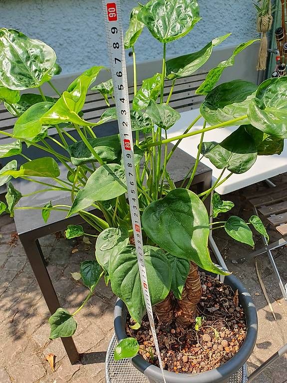 Pflanzen & Samen: Alocasia  – Gebraucht aus Olten von stritten