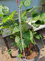 Alocasia 