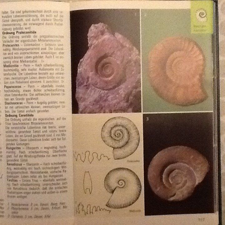 Libri: Fossilien     Beurlen / Lichter – Usato da Olten venduto da smiples 1