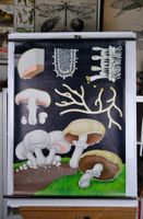Schulwandbild Pilze Champignon Jung-Koch-Quentell Holzstäbe