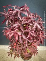 Acer Palmatum Livy - kompakter japanischer Ahorn - 90x40cm