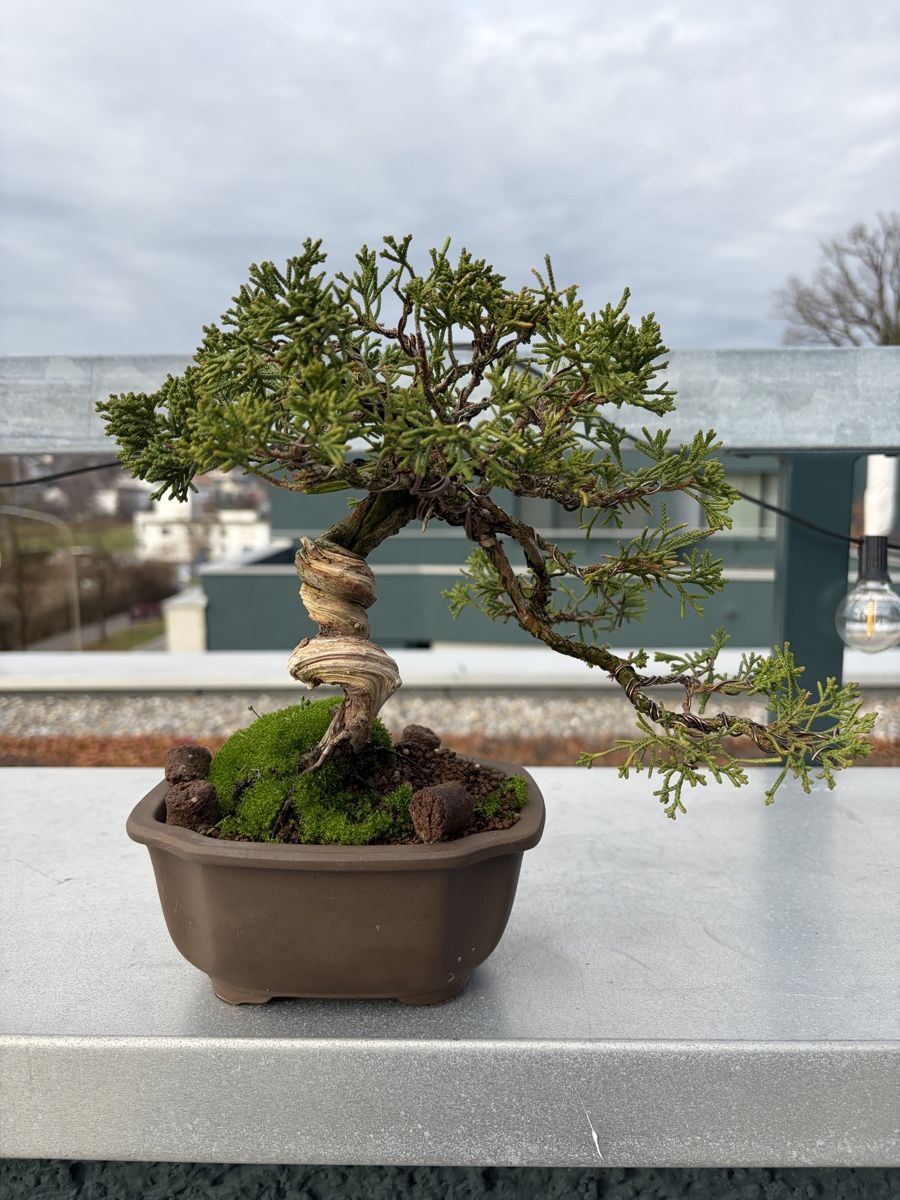 Juniper (Wacholder) Bonsai Tree - 24 cm (Gebraucht) in Illnau fr CHF 250   nur Abholung auf Ricardo kaufen