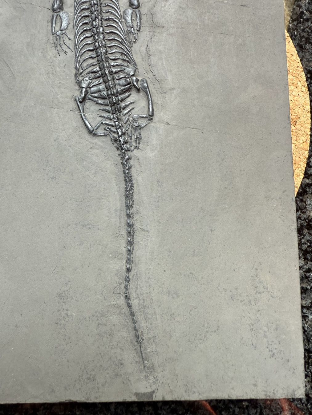 Fossilien: Top Keichousaurus Hui – Gebraucht aus schüpfen von rica122 3