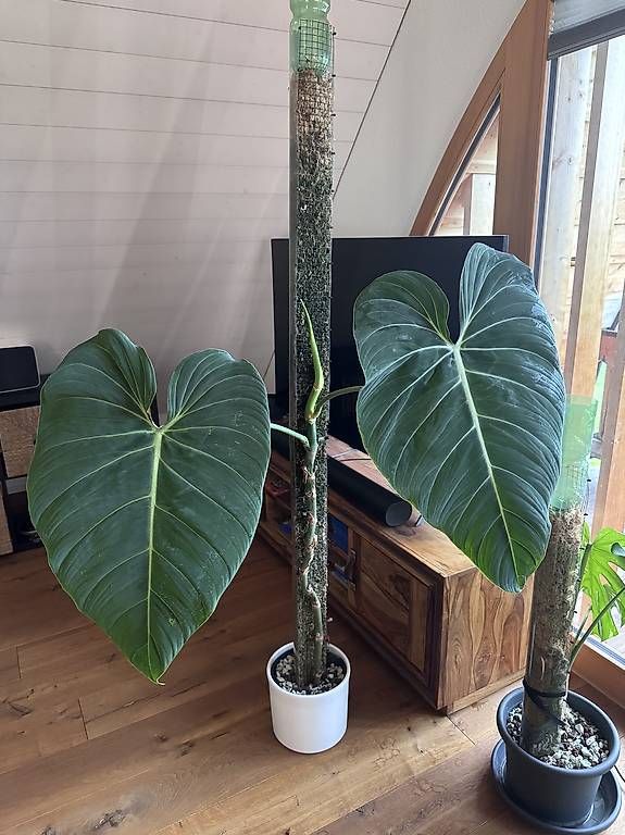 Pflanzen & Samen: Philodendron Glorious – Gebraucht aus Heimberg von pas_9bd9
