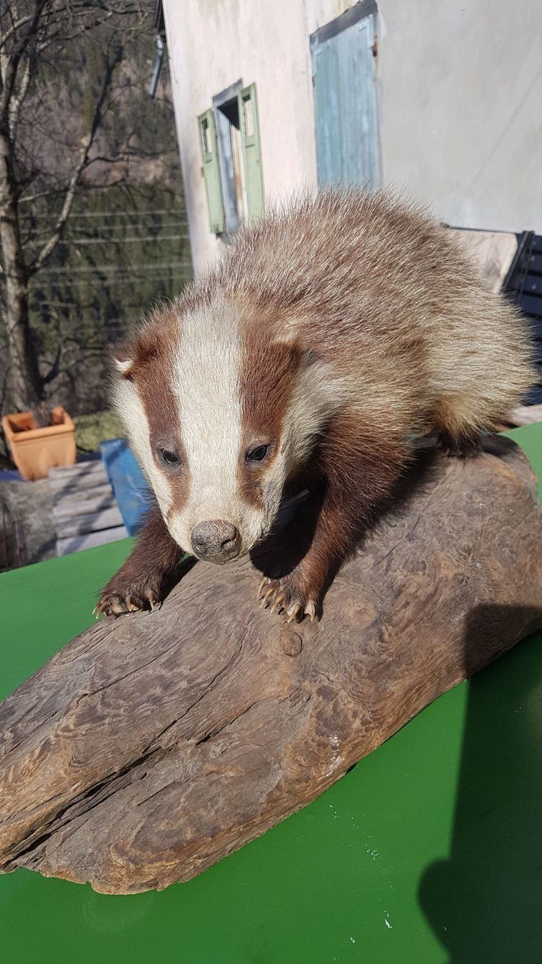 Il mondo degli animali: Dachs – Usato da Sils im Domleschg venduto da platin01 1