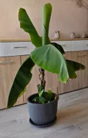 Zimmer - Bananenpflanze mit Topf