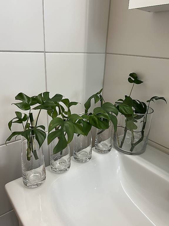 Piante & sementi: Monstera minima - Stecklinge – Usato da Sargans venduto da -VS-