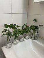 Monstera minima - Stecklinge