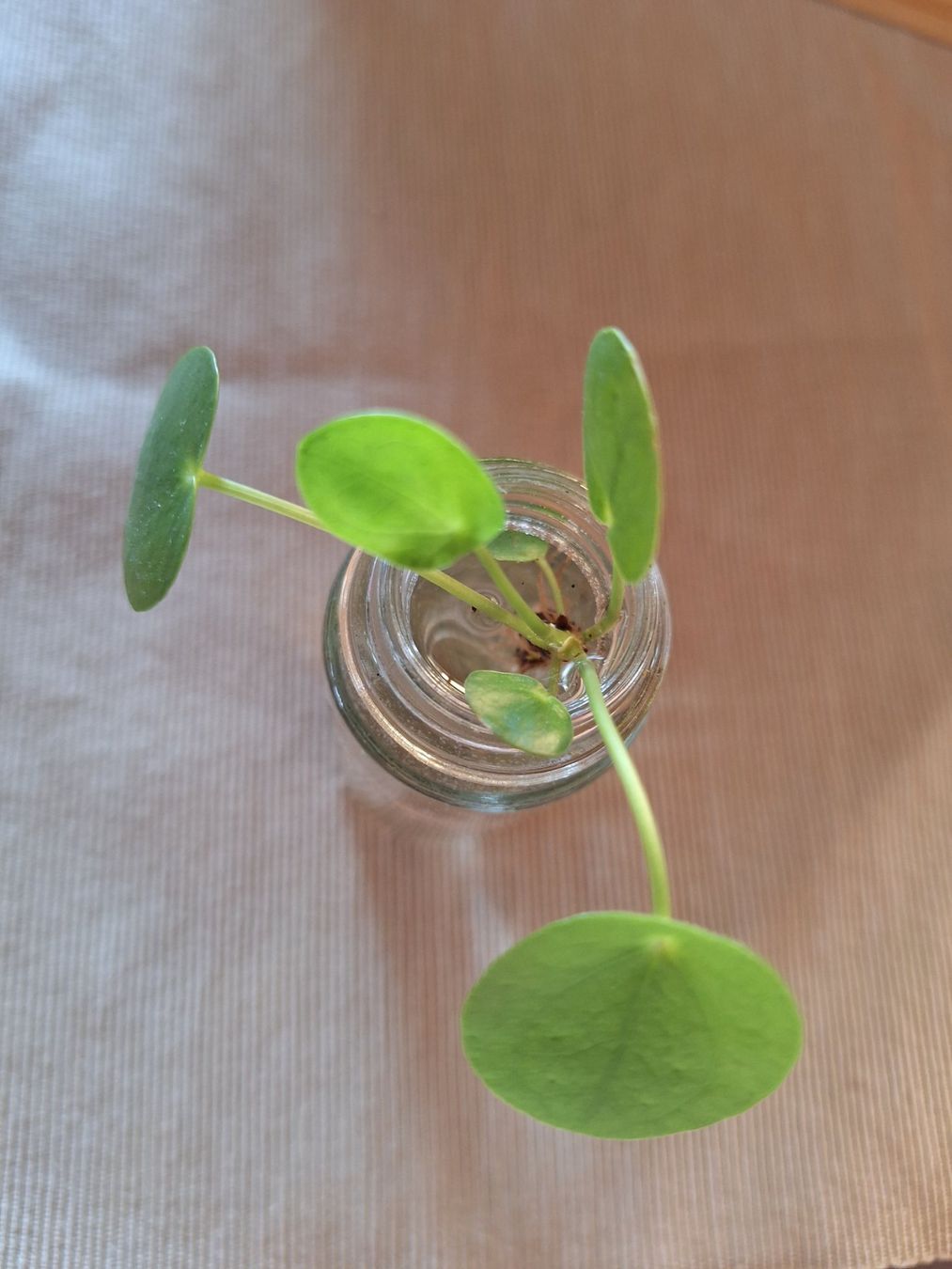 Piante & sementi: Pilea Peperomioides, Ufopflanze – Usato da Zürich venduto da riswa67 1