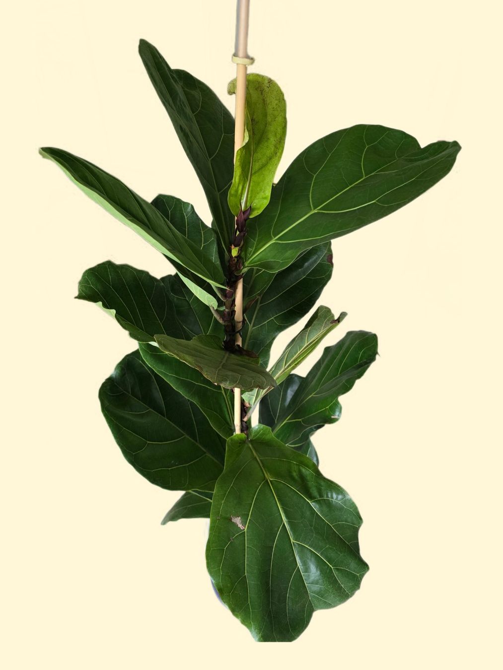 Piante & sementi: Ficus Lyrata - Geigenfeige – Usato da Aarburg venduto da Glitzerzauber 3