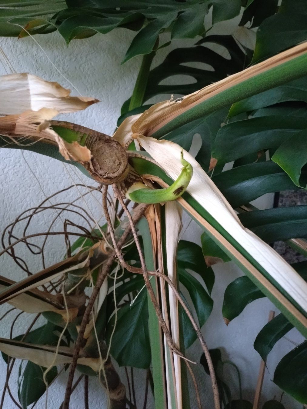 Pflanzen & Samen: Monster Monstera – Gebraucht aus Münchenstein von turteltaub 4