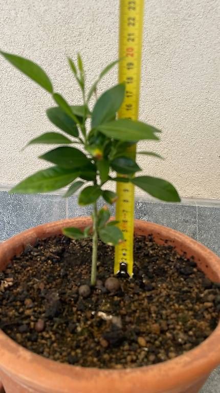 Pflanzen & Samen: Citronnier Yuzu , env. 20 cm – Gebraucht aus Jussy von Retrove