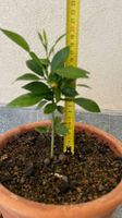 Citronnier Yuzu , env. 20 cm