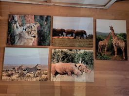 Fotoleinwand Set Safari -  5 Bilder 30×40cm - Abholung 8404