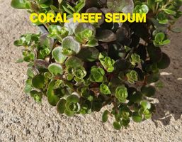 Coral Reef grün - Sedum