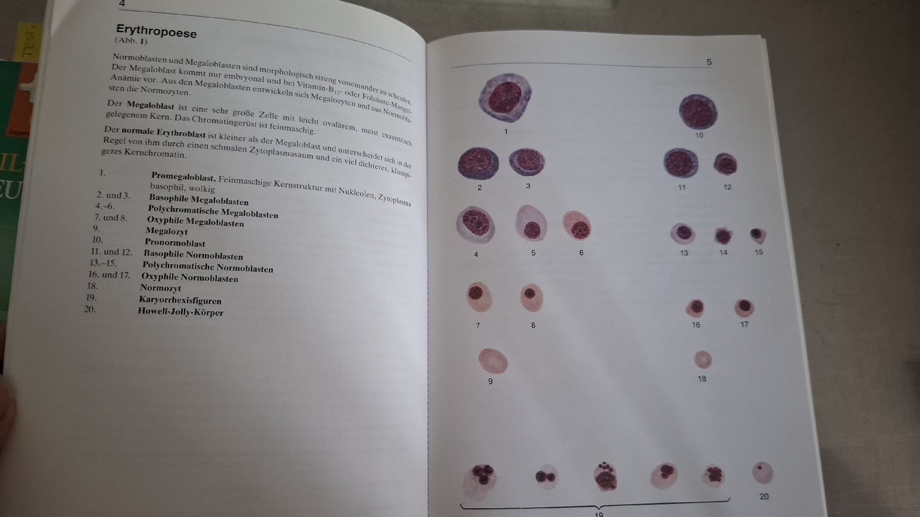 Libri: Versch. Medizinbücher – Usato da Wäldi venduto da Fergiu 2