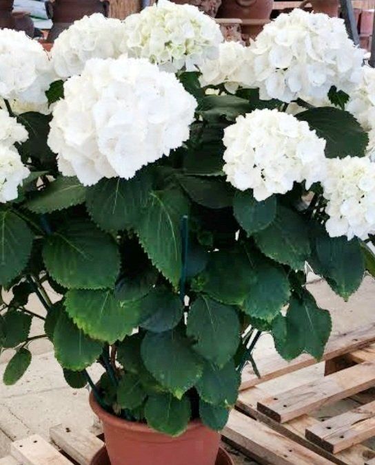Pflanzen & Samen: Hortensia Hydrangea Macrophylla Magical Revolution weiss 50' – Neu und originalverpackt aus Rovio von POSITIFFARTandPLANTS 2