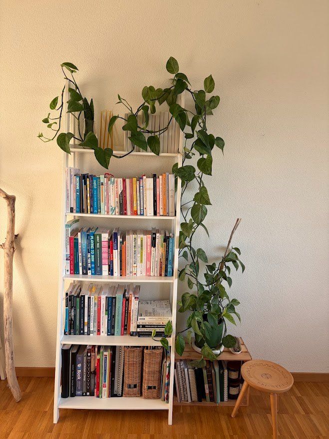 Piante & sementi: Pothos, sehr gesund 4m lang – Usato da Baar venduto da annasorbian 8