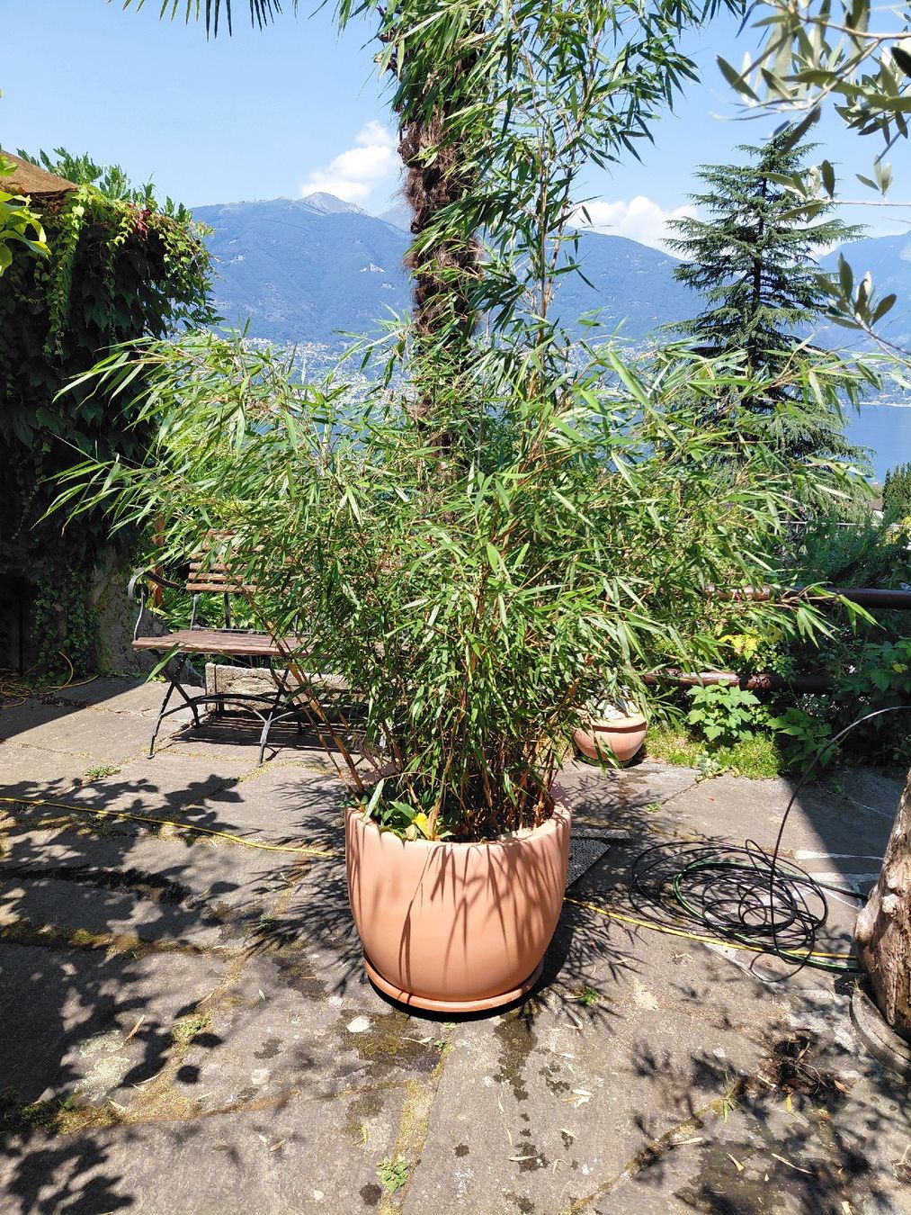 Piante & sementi: Bambus " Asian Wonder" – Usato da Effretikon venduto da willy_58 2