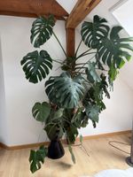 Grosse monstera 