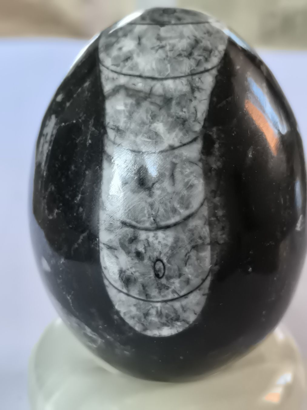 Fossili: Orthoceras Fossil Ei, Versteinert, Deko Ei wunderschön!! – Nuovo (secondo la descrizione) da Oberwil b. Zug venduto da Gto469 1