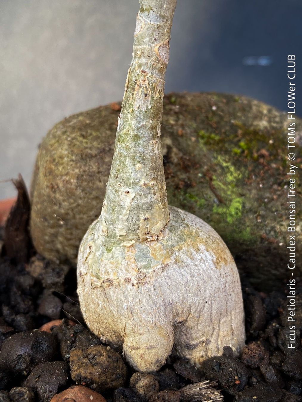 Piante & sementi: Ficus Petiolaris - Steinfeige in der Bonsai Schale – Nuovo e nell'imballaggio originale da Adliswil venduto da asTOMas963 5